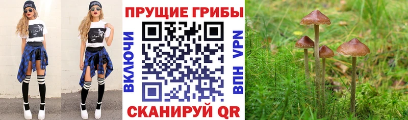 Галлюциногенные грибы прущие грибы  Бронницы 